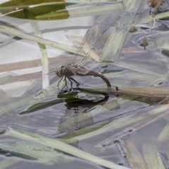 Anax papuensis at Amaroo, ACT - 16 Oct 2018