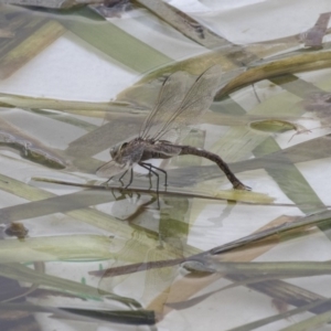 Anax papuensis at Amaroo, ACT - 16 Oct 2018