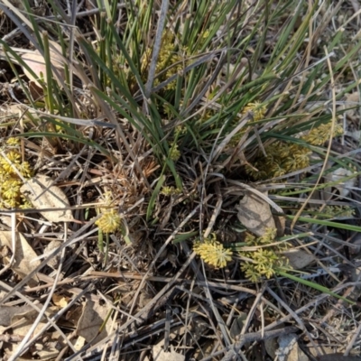 Lomandra filiformis (Wattle Mat-rush) at Deakin, ACT - 29 Oct 2018 by JackyF