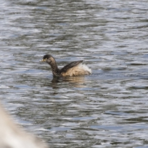 Tachybaptus novaehollandiae at Amaroo, ACT - 16 Oct 2018 11:11 AM