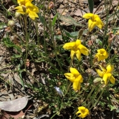 Goodenia pinnatifida (Scrambled Eggs) at Deakin, ACT - 30 Oct 2018 by JackyF