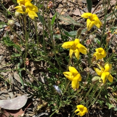 Goodenia pinnatifida (Scrambled Eggs) at Deakin, ACT - 30 Oct 2018 by JackyF