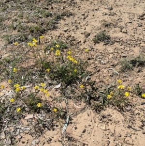 Goodenia pinnatifida at Deakin, ACT - 30 Oct 2018 10:33 AM