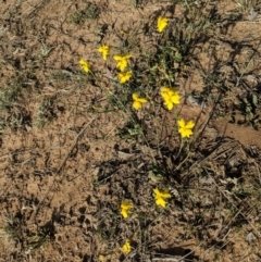 Goodenia pinnatifida (Scrambled Eggs) at Deakin, ACT - 29 Oct 2018 by JackyF