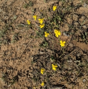 Goodenia pinnatifida at Deakin, ACT - 29 Oct 2018