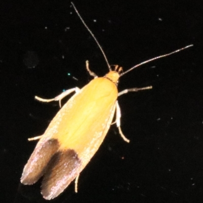 Chrysonoma paracycla (Wingia group) at Undefined - 26 Oct 2018 by jb2602