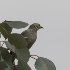 Ptilotula penicillata (White-plumed Honeyeater) at Amaroo, ACT - 16 Oct 2018 by Alison Milton