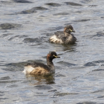 Tachybaptus novaehollandiae (Australasian Grebe) at Amaroo, ACT - 16 Oct 2018 by Alison Milton