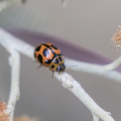 Peltoschema oceanica (Oceanica leaf beetle) at Amaroo, ACT - 16 Oct 2018 by AlisonMilton