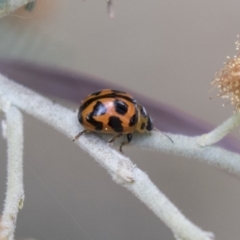 Peltoschema oceanica at Amaroo, ACT - 16 Oct 2018