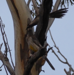 Anthochaera carunculata at Deakin, ACT - 27 Oct 2018