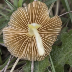 Bolbitiaceae at Rendezvous Creek, ACT - 17 Oct 2018