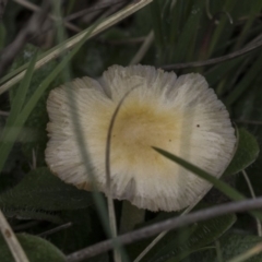 Bolbitiaceae at Rendezvous Creek, ACT - 17 Oct 2018