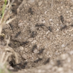 Rhytidoponera metallica (Greenhead ant) at Rendezvous Creek, ACT - 16 Oct 2018 by Alison Milton