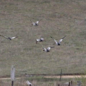 Chenonetta jubata at Rendezvous Creek, ACT - 17 Oct 2018 10:46 AM