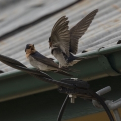 Hirundo neoxena (Welcome Swallow) at Rendezvous Creek, ACT - 16 Oct 2018 by Alison Milton