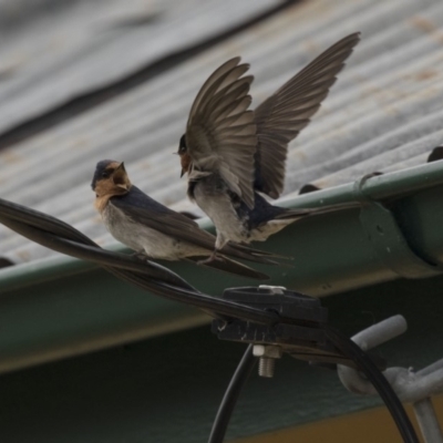 Hirundo neoxena (Welcome Swallow) at Rendezvous Creek, ACT - 17 Oct 2018 by AlisonMilton