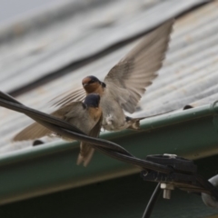 Hirundo neoxena at Rendezvous Creek, ACT - 17 Oct 2018