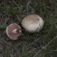 Agaricus sp. (Agaricus) at Rendezvous Creek, ACT - 16 Oct 2018 by Alison Milton