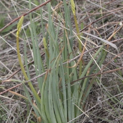 Bulbine glauca (Rock Lily) at Rendezvous Creek, ACT - 17 Oct 2018 by AlisonMilton