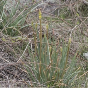 Bulbine glauca at Rendezvous Creek, ACT - 17 Oct 2018 11:32 AM