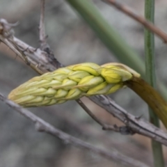 Bulbine glauca at Rendezvous Creek, ACT - 17 Oct 2018