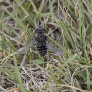 Dasybasis sp. (genus) at Rendezvous Creek, ACT - 17 Oct 2018