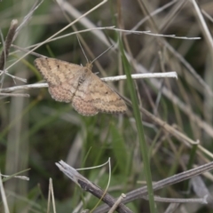 Scopula rubraria (Reddish Wave, Plantain Moth) at Rendezvous Creek, ACT - 17 Oct 2018 by AlisonMilton