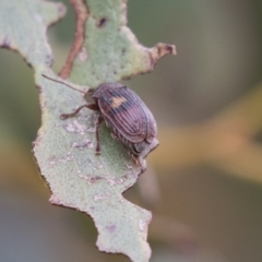 Cadmus (Cadmus) crucicollis (Leaf beetle) at Rendezvous Creek, ACT - 17 Oct 2018 by AlisonMilton