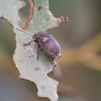 Cadmus (Cadmus) crucicollis (Leaf beetle) at Rendezvous Creek, ACT - 17 Oct 2018 by AlisonMilton