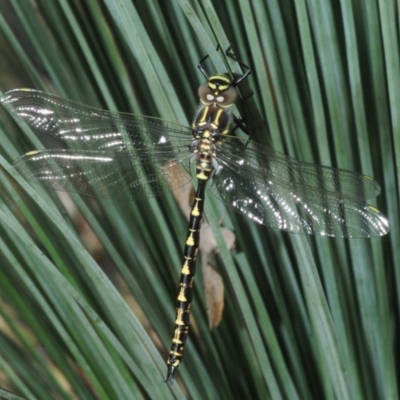 Notoaeschna sagittata (Southern Riffle Darner) at Wee Jasper, NSW - 30 Oct 2018 by Harrisi