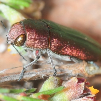 Melobasis propinqua (Propinqua jewel beetle) at Percival Hill - 31 Oct 2018 by Harrisi