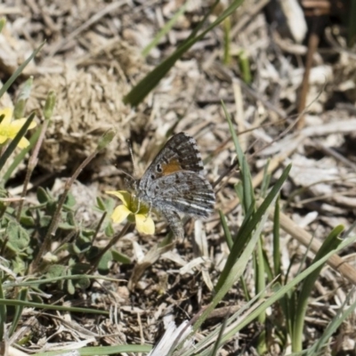 Lucia limbaria (Chequered Copper) at Michelago, NSW - 29 Oct 2018 by Illilanga