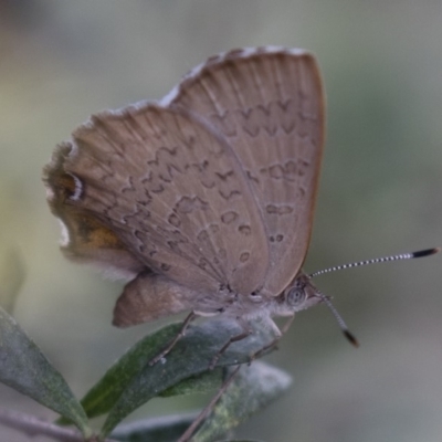 Paralucia pyrodiscus (Fiery Copper) at Illilanga & Baroona - 28 Dec 2017 by Illilanga