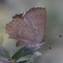 Paralucia pyrodiscus at Michelago, NSW - suppressed