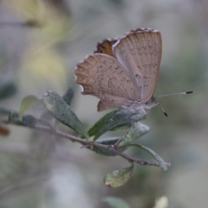 Paralucia pyrodiscus at Michelago, NSW - suppressed