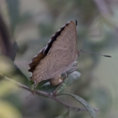 Paralucia pyrodiscus at Michelago, NSW - suppressed