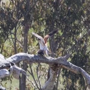 Falco cenchroides at Michelago, NSW - 29 Oct 2018 09:09 AM