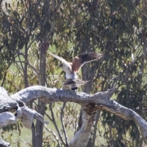 Falco cenchroides at Michelago, NSW - 29 Oct 2018 09:09 AM