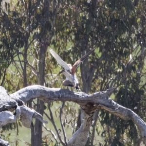 Falco cenchroides at Michelago, NSW - 29 Oct 2018 09:09 AM