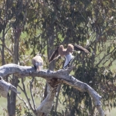 Falco cenchroides at Michelago, NSW - 29 Oct 2018 09:09 AM