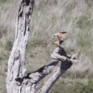 Falco cenchroides at Michelago, NSW - 29 Oct 2018 12:49 PM