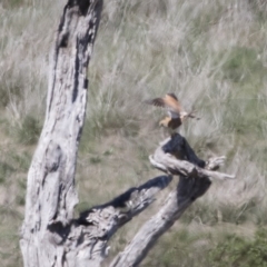 Falco cenchroides at Michelago, NSW - 29 Oct 2018 12:49 PM