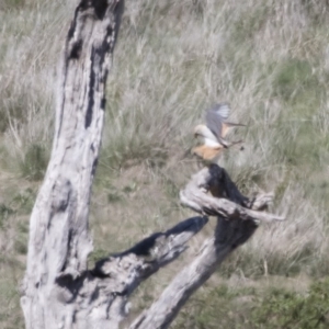 Falco cenchroides at Michelago, NSW - 29 Oct 2018 12:49 PM