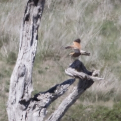 Falco cenchroides at Michelago, NSW - 29 Oct 2018 12:49 PM