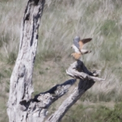 Falco cenchroides at Michelago, NSW - 29 Oct 2018 12:49 PM