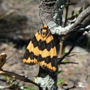 Termessa shepherdi at Jerrabomberra, NSW - 30 Oct 2018