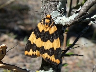 Termessa shepherdi (Shepherd's Footman) at Jerrabomberra, NSW - 30 Oct 2018 by Wandiyali
