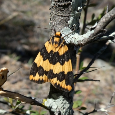 Termessa shepherdi (Shepherd's Footman) at Jerrabomberra, NSW - 29 Oct 2018 by Wandiyali