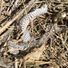 Delma sp. (genus) (A legless lizard) at Symonston, ACT - 1 Nov 2018 by AaronClausen